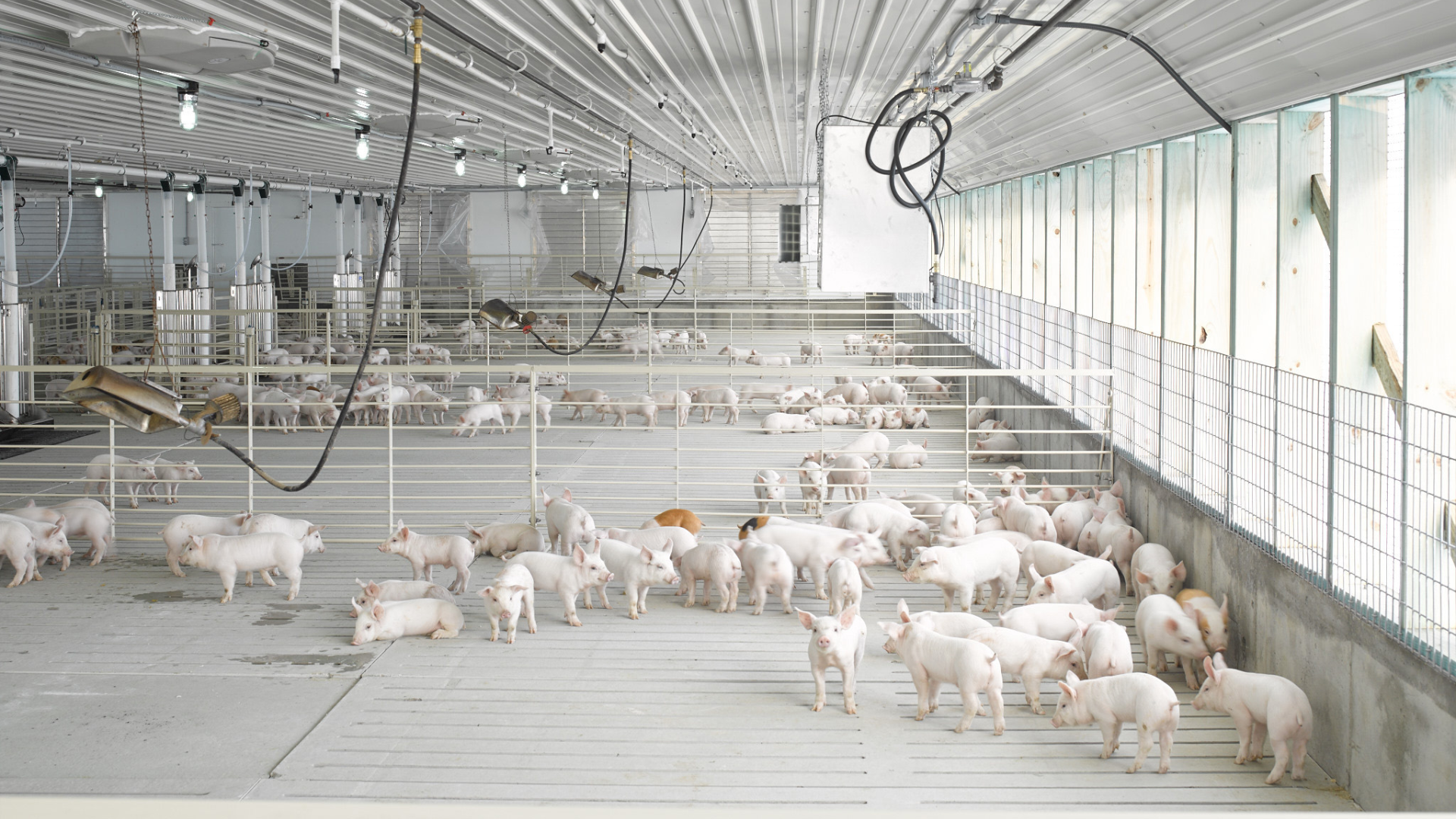 Inside a pig farm